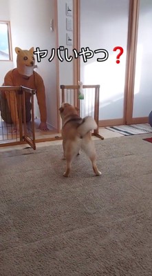 マスクを被った男性に吠える犬