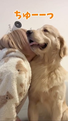 ほっぺにちゅーされるゴールデンレトリバー2