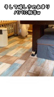 男性の元へ歩いていく犬