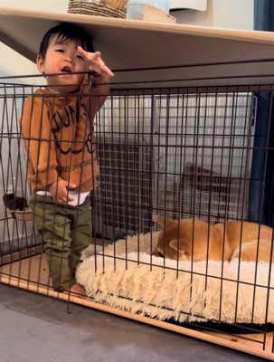 ケージに入る子と犬
