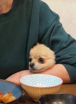 困り顔の犬