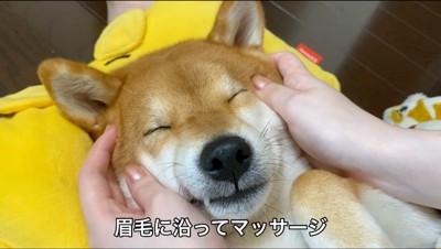 飼い主に顔をマッサージされる犬