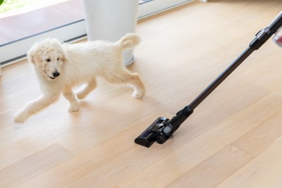 掃除機から逃げる白い犬