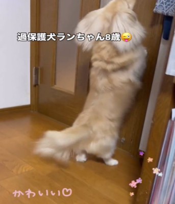 ドアに立つ犬