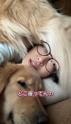 顔の上に乗る犬