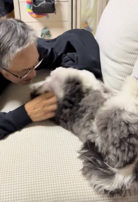 ソファで撫でられる犬