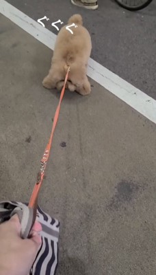 道ばたで踏ん張る犬