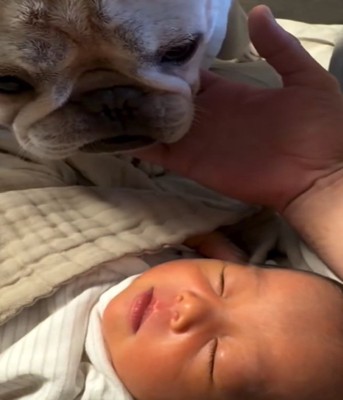 赤ちゃんを見る犬4