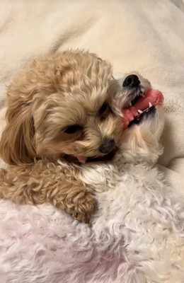 オモチャを取り合う小型犬達