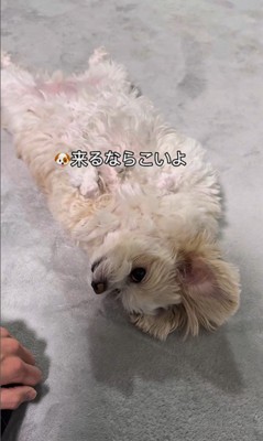 そあまるちゃんにキスしようとした時の反応7