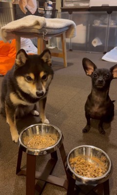 「マテ」をするコメ助くんと豆福くん6