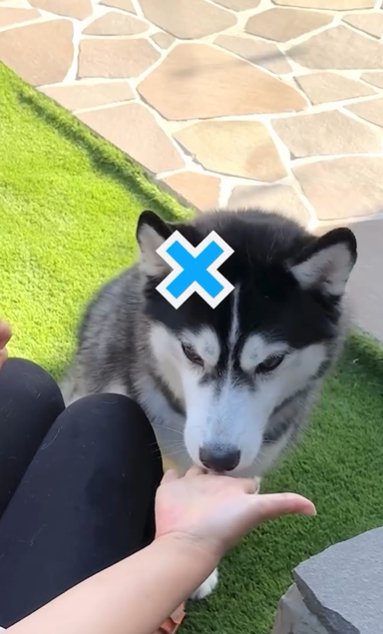 おやつ当てゲームを外すシベリアンハスキー