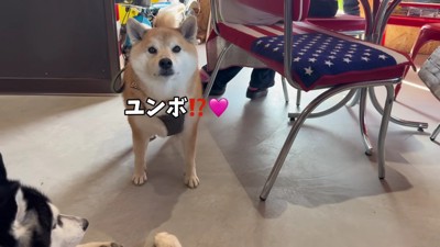 「え！ショベルカー！？」