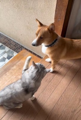 家の廊下で遊ぶコーギーと猫