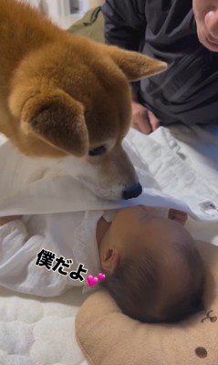 こてつ君と赤ちゃんの初対面7