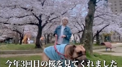 カメラに近づく犬