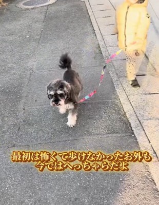 楽しそうに散歩する犬