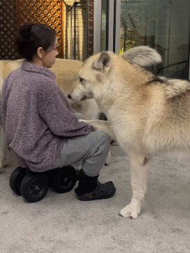 女性の腕に前脚をかけてアピールする狼犬