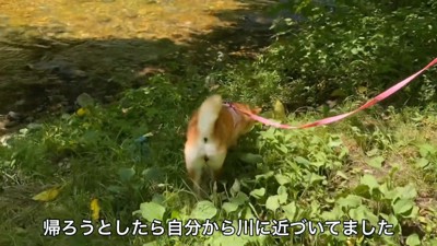 「もうちょっと川で遊びたいかも…」