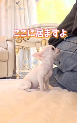 アピールするルミちゃん