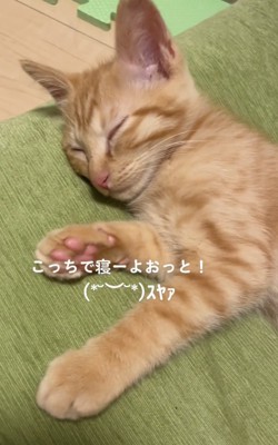 クッションで眠る子猫