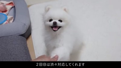 渋々お手するマヨちゃん