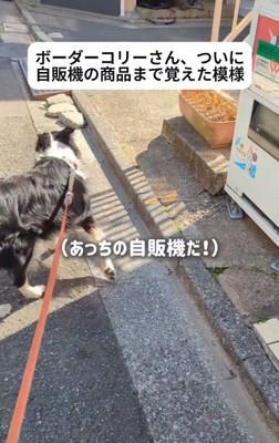 方向転換をしたジッピーくん