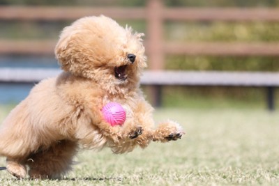 プロのカメラマン