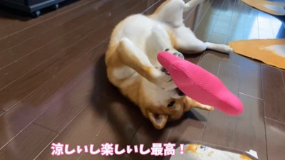 おもちゃで遊び始めました