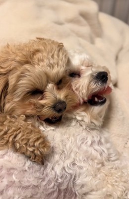 くっついて眠る小型犬達