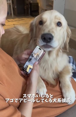 飼い主を見つめる大型犬