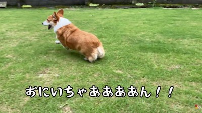 興奮がおさまらずダッシュ!