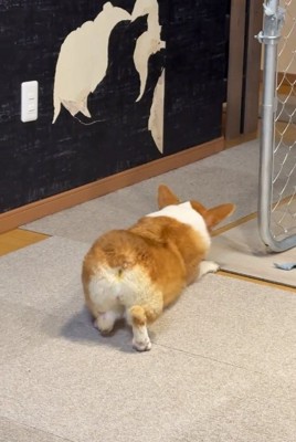 腰を下ろすモコちゃん