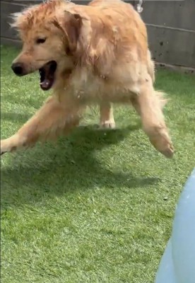 大口を開けるごん君