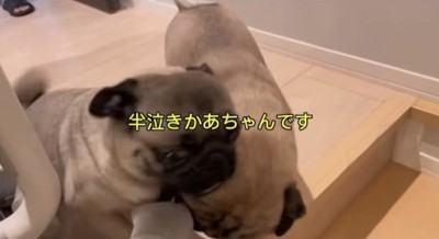 ママの手を取り合う2匹