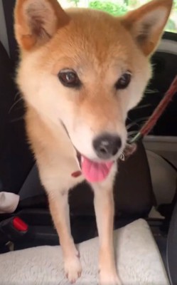 散歩前のコロくん