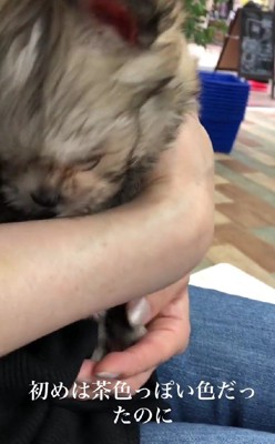 とっても可愛い子犬