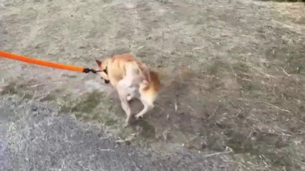 手術で立ち上がれるように！