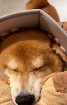 ドアップの長三郎くん