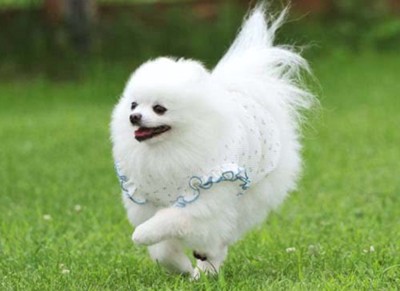 ふわふわなこまめちゃん