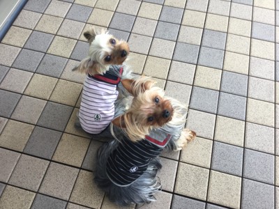 Kai & Soraの投稿画像
