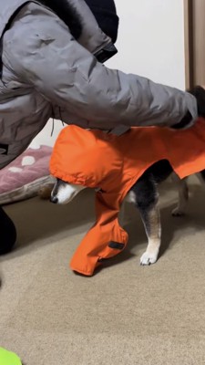 オレンジのカッパを着る黒柴