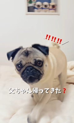 魔法の言葉で飛び起きるももこちゃん⑩