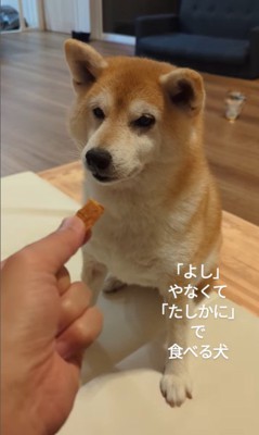 おまめちゃんのおやつタイム6