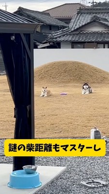 柴犬と絶妙な距離をとって座るハスキー犬