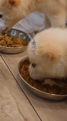皿に入ったごはんを食べる小さな子犬