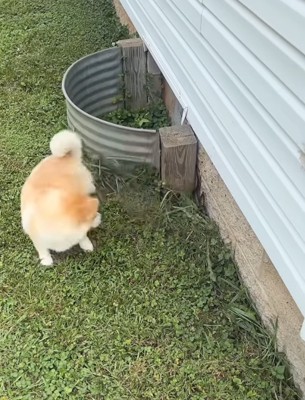 飛び退く犬