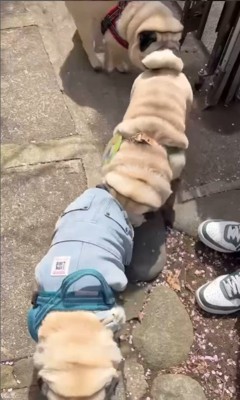 電車のように連結するパグの兄弟7