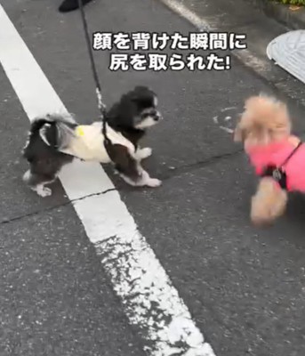 尻をとる犬