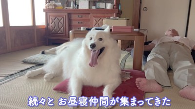 お昼寝仲間が集合